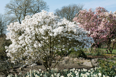 5 STAR MAGNOLIA Stellata TREE Seeds - Fragrant White to Pink Big 4